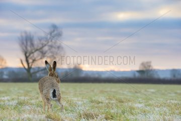 Brown Hare stretching in a frosty meadow in winter - GB