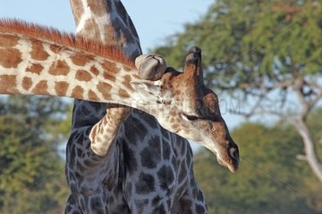 Mock battle between two young giraffes Etosha NP