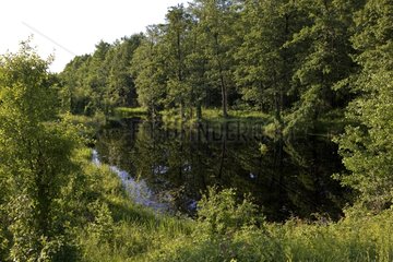 Forest pond Biebrzanski National Park Poland