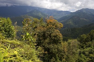 Berge und tropischer Wald Sabah Borneo