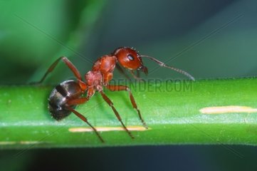 Red Barbed Ant going on a stem Spain
