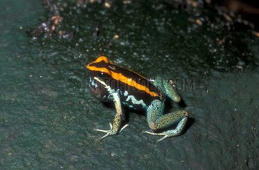 Dendrobate Costa Rica