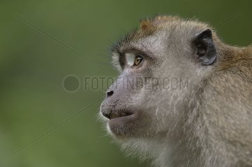 Portrait d'un Macaque crabier Malaisie