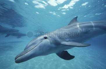 Grand dauphin Roatan Honduras