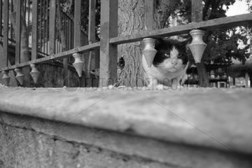Cat behind a garden railings