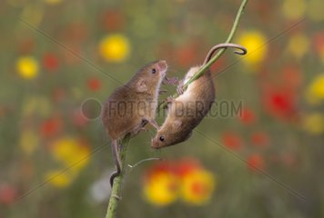 Harvest Mouse among flowers in summer - GB