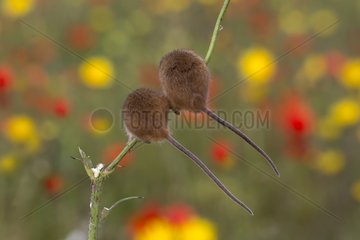 Harvest Mouse among flowers in summer - GB