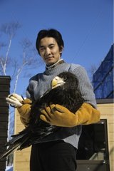 Steller's Sea Eagle release Hokkaïdo Japan