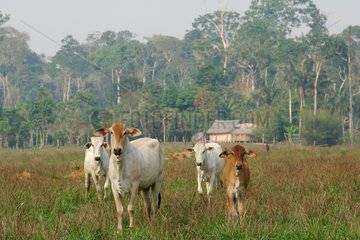 Deforestation of the forest amazonienne for animal husbandry
