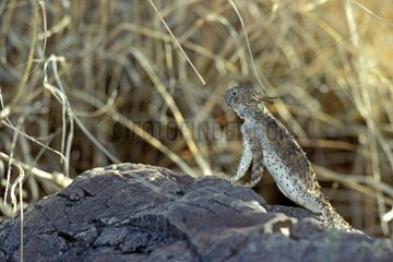 Short-horned Lizard on rock Arizona USA