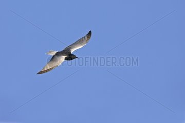 White-winged black tern in flight spring Poland