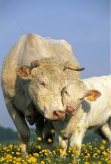 Vache charolaise et son veau France