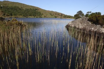 Reed bed in spring Lake Clooney Ireland