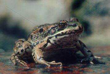 Lowland frog Spain
