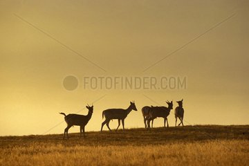 Herd of young Fallow deers in a clearing Great Britain