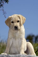 Young Labrador pup three month old sitted