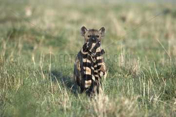 Speckled Hyena and Zebra skin Masaï Mara Kenya