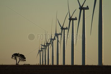 Tree and Windmill Australia York Peninsula