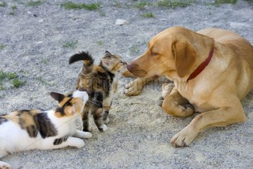 Mitschuld zwischen einer Muschi  einem Kätzchen und einem Hund