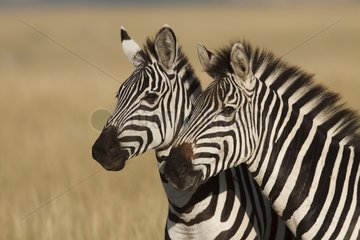 Grant's zebra female and youg in the savanna Masai Mara