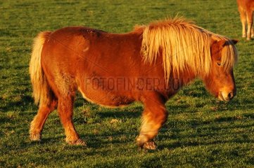 Pony Shetland Flash Niederlande