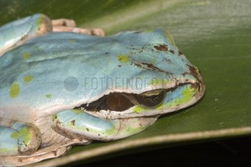 Blauer Frosch in San José Costa Rica