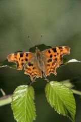 Comma butterfly on a leaf United-Kingdom
