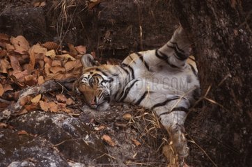 Tigre du Bengale PN Bandhavgarh Inde