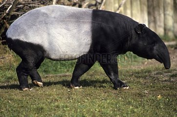 Malayan Tapir Sumatra