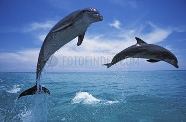 Engpässe Delfine springen Roatan Honduras