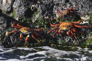 Sally Light Foot Crabs Galapagos Islands