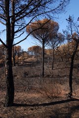 Forêt brulée dans le massif des Maures été 2003