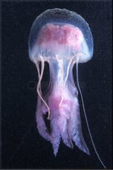Mauve Stinger Jellyfish swimming Western Mediterranean