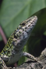 Portrait of an Italian wall lizard Alghero Sardinia Italia