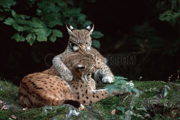 Lynx boréal adulte et jeune jouant