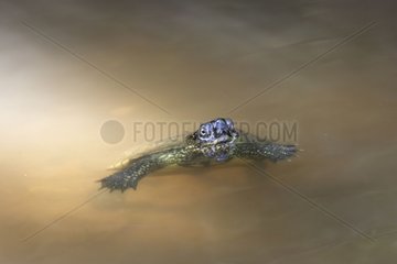 European pond turtle in water France