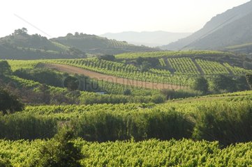 Vigneyards am FuÃŸe von Corbieres Languedoc-Roussillon