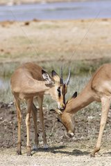 Two Impalas being cleaned mutually Etosha