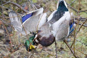 Dead wild duck in a meadow France