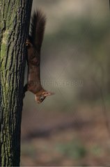 Ecureuil roux descendant d'un arbre