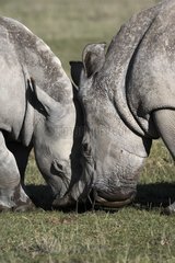 Wheedling between two Young White Rhinoceros Kenya