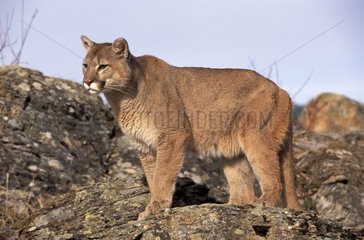 Mountain Lion on rocks Montana USA