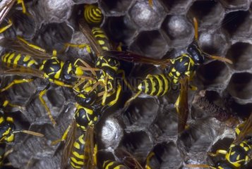 Socials wasps taking care of their nest