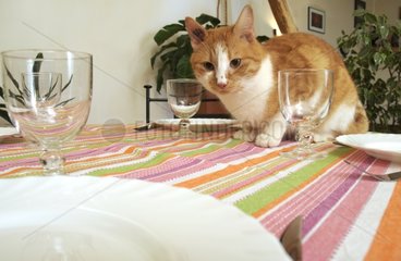 MÃ¤nnliche europÃ¤ische Katze auf einem Tisch Frankreich