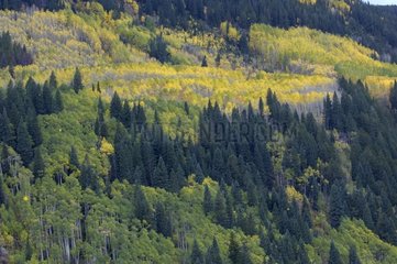 Forest of Colorado in autumn United States