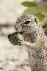 South African Ground Squirrel eating a fruit Etosha Namibie