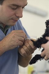 Intravenous injection on a small poodle France