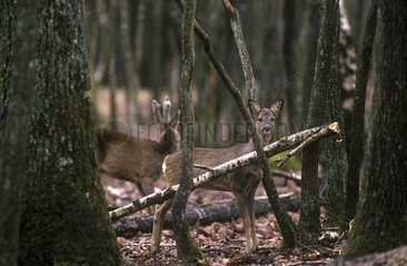 Roe deers in the forest of Rambouillet