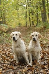 Pair of Golden Retriever in the forest of Behoust France