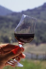 Wine glass type of vine Cabernet-Sauvignon Bulgaria